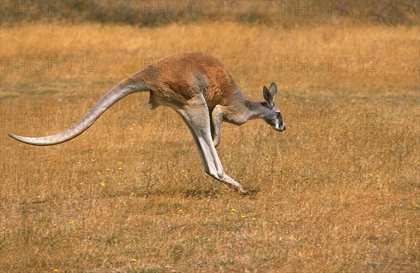 RED KANGAROO