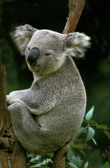 Koala