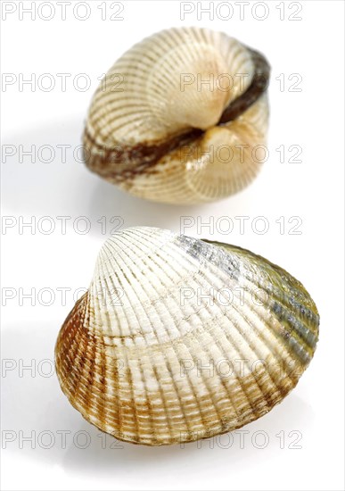 Common Cockle