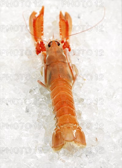 DUBLIN BAY PRAWN OR NORWAY HOBSTER OR SCAMPI ephrops norvegicus ON ICE