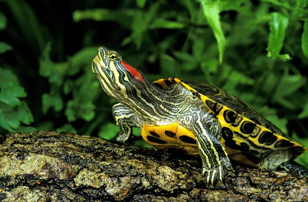 Red eared slider