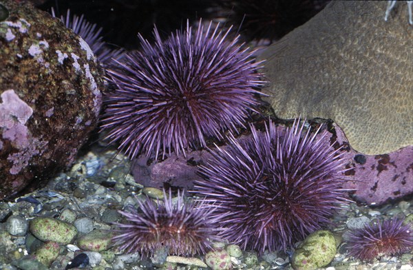 Purple Sea Urchin