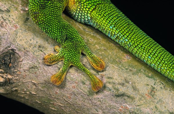 Madagascar giant day gecko