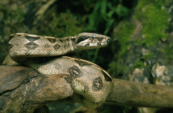 Boa constrictor