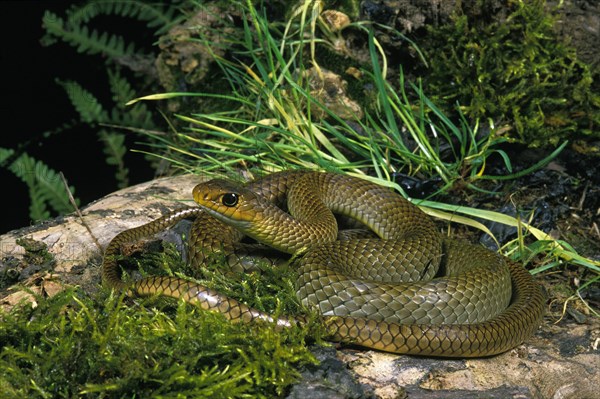 Indo-Chinese ratsnake