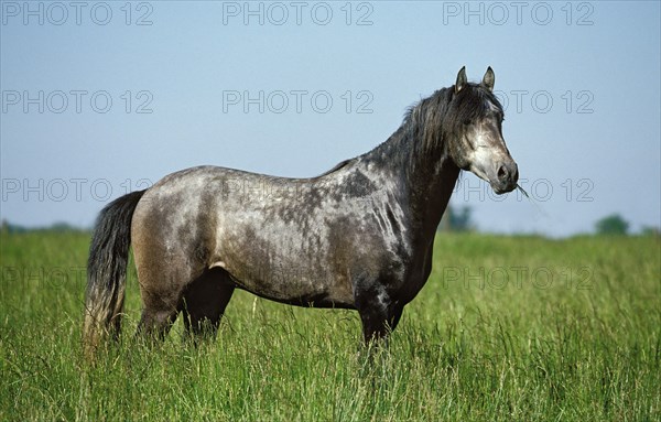 Lusitano horse