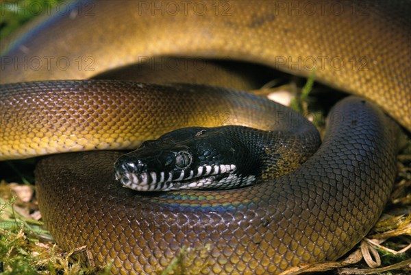 White-lipped python