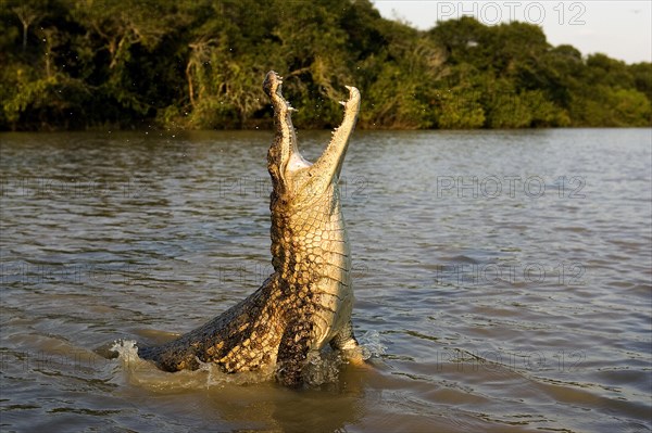 SPECTACLED CAIMAN