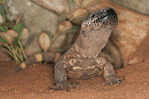 BEADED LIZARD