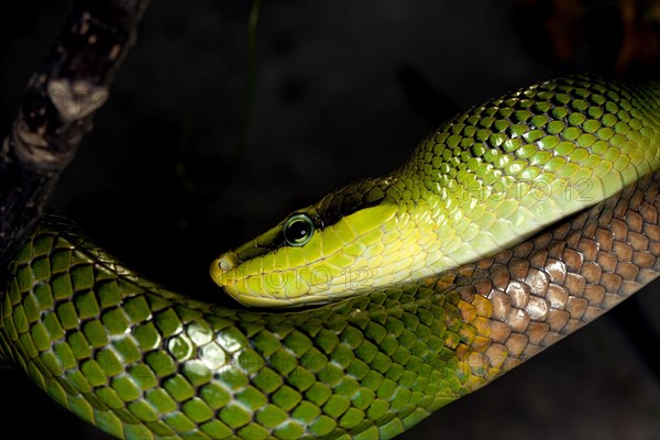 RED-TAILED GREEN RAT SNAKE gonyosoma oxycephala