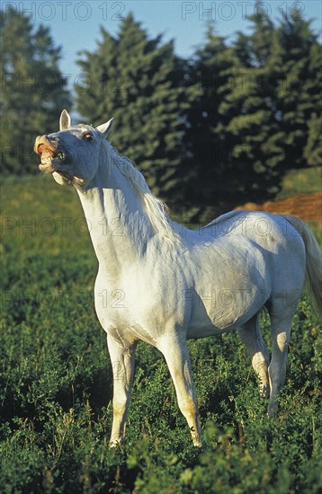 LIPIZZANER