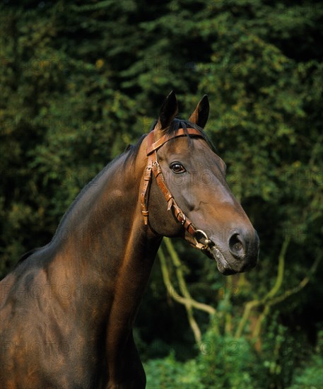 English thoroughbred horse