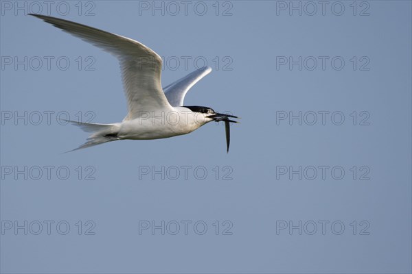 Sandwich tern