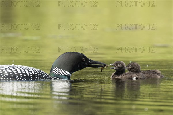 Common loon