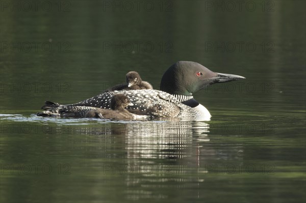 Common loon