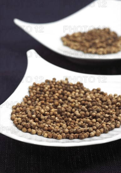 CORIANDER