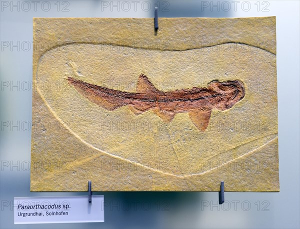 Fossilisation of a Primitive Basking Shark