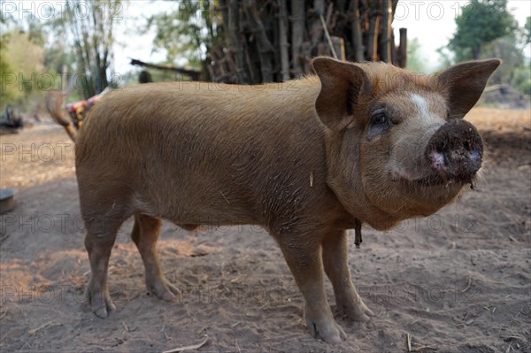 Domestic pig