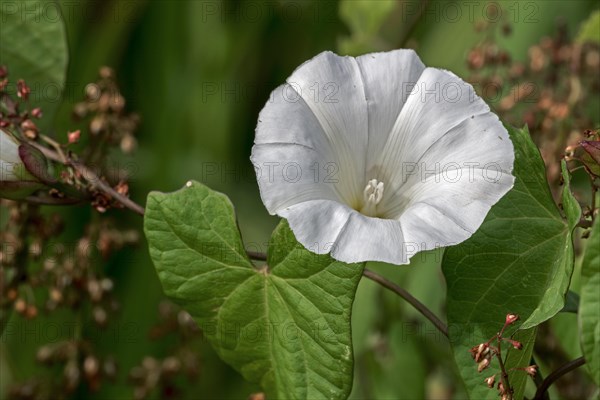 Greater field bindweed