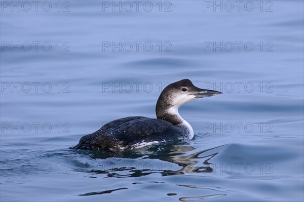 Common loon