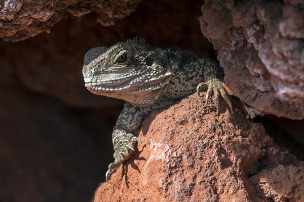 Australian water dragon