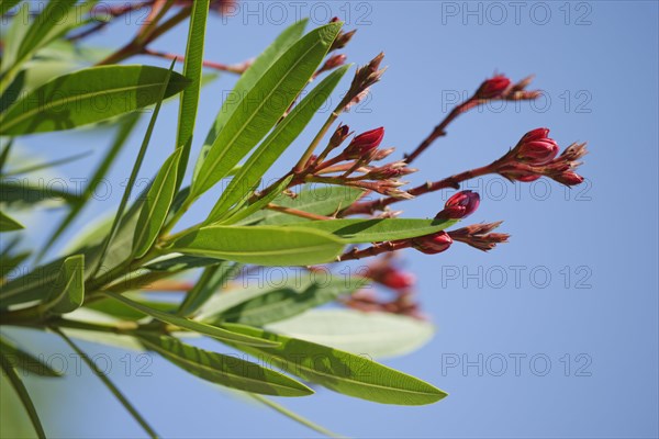 Oleander