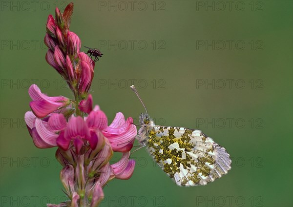 Aurora butterfly