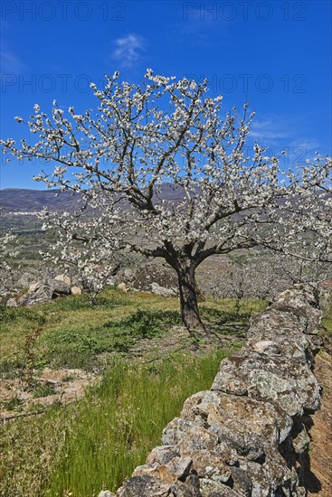 Cherry trees