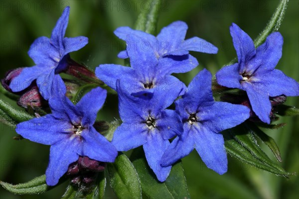 Purple saxifrage