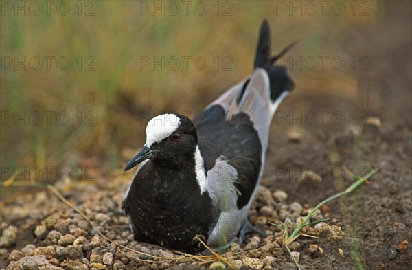 Blacksmith Plover or Blacksmith Lapwing