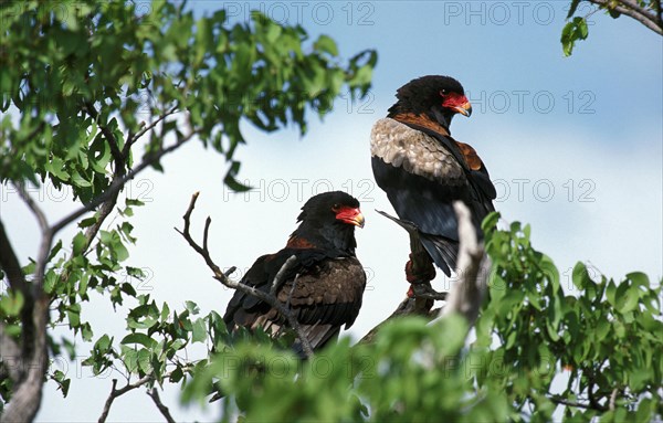 Bateleur Eagle