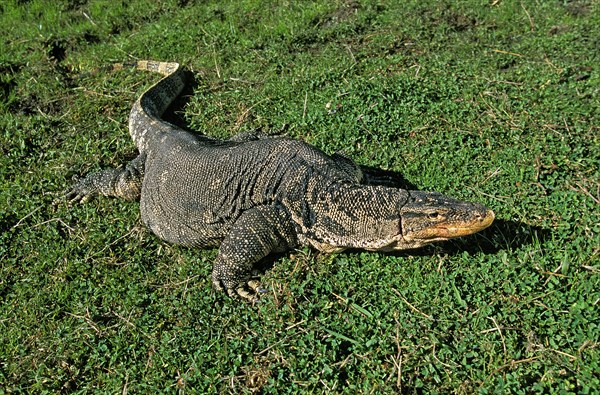 Water Monitor