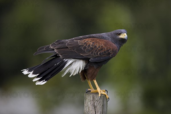 Harris's hawk