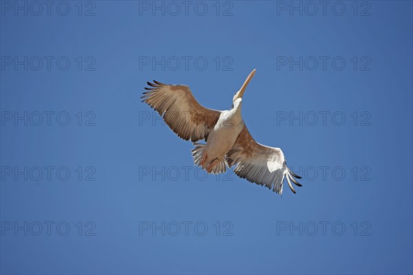 Pink backed Pelican