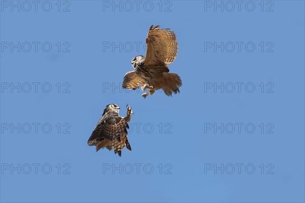 Cape Eagle Owl