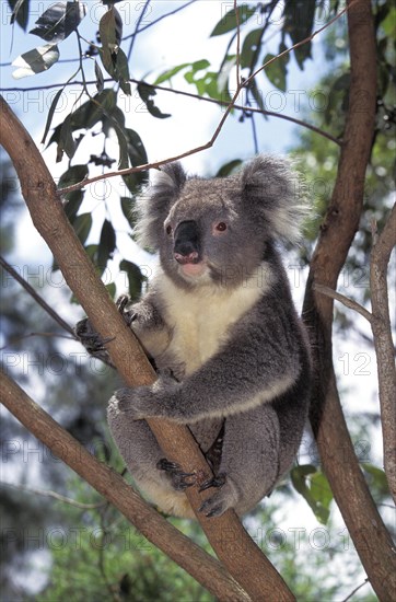 KOALA