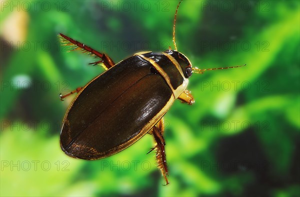 Great Diving Beetle