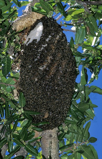 Swarm of bees in Kenya
