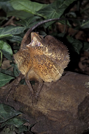 Frill Necked Lizard