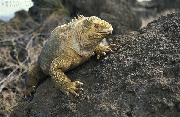 GALAPAGOS LAND IGUANA