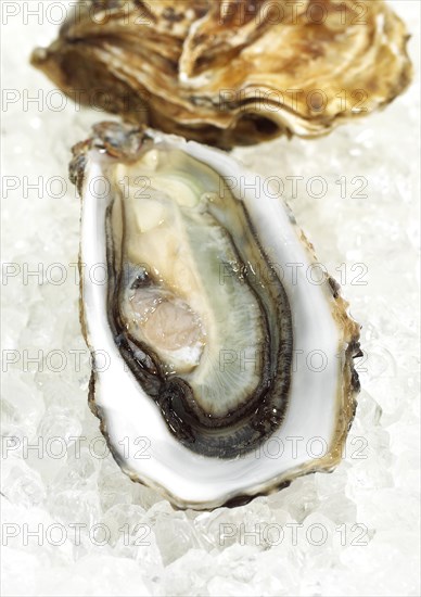 FRENCH AUSTRIA MARENNES D'OLERON ostrea edulis ON ICE