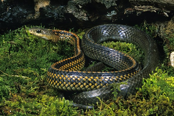 Rat snake ptyas dhumnades