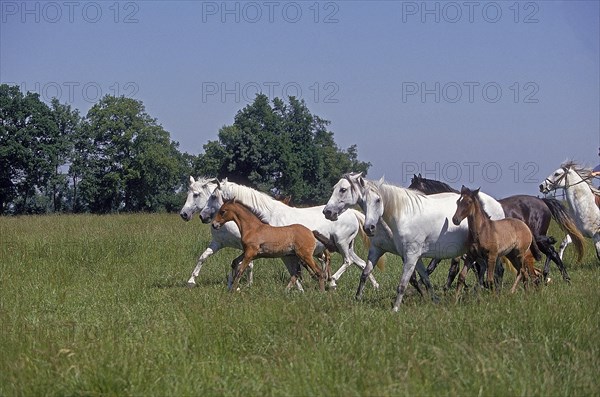 LUSITANO HORSE