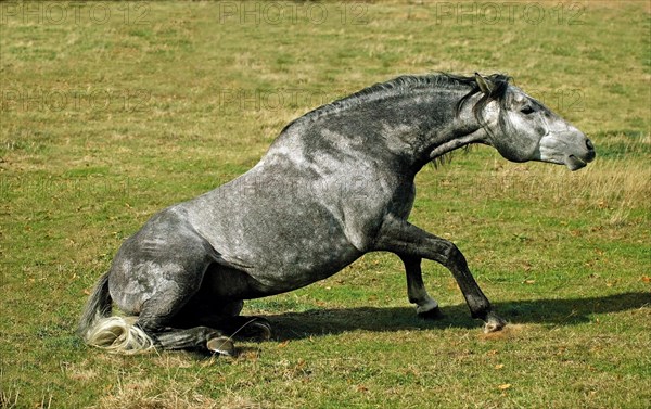 LUSITANO HORSE GETTING UP FROM THE GROUND