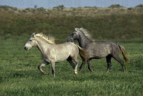Lusitano horses trotting through meadow