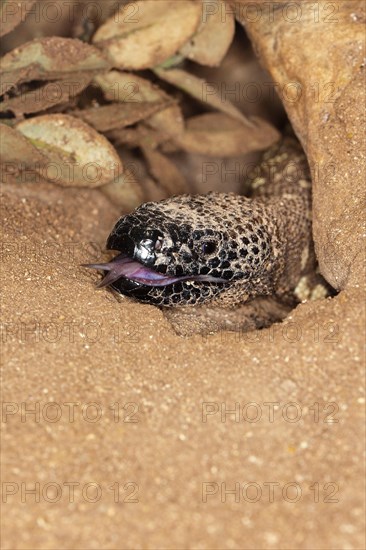 HEAD OF BEADED LIZARD