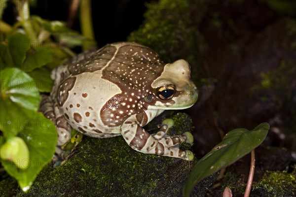 Amazon Milk Frog