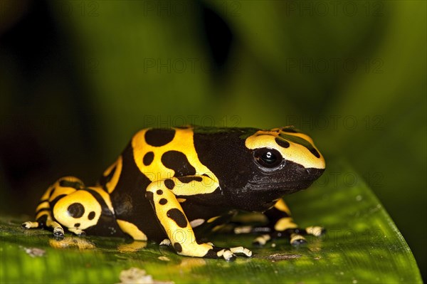 Yellow banded poison dart frog