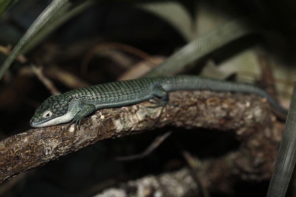 Alligator lizard