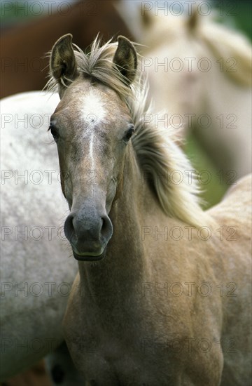 AMERICAN SADDLEBRED HORSE